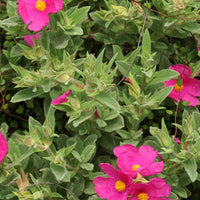 Zistrose - Cistus pulverulentus - Bakker
