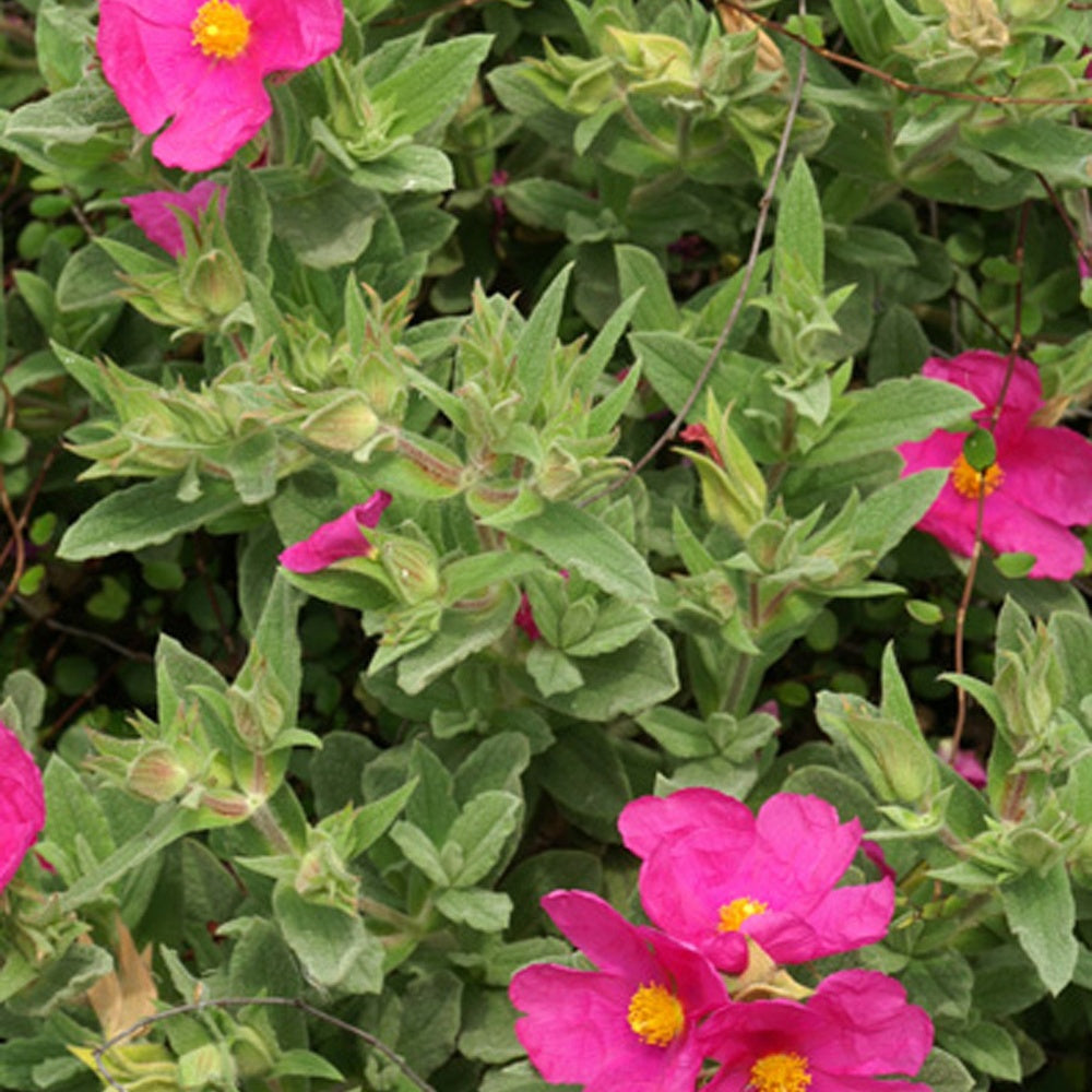 Zistrose - Cistus pulverulentus - Bakker