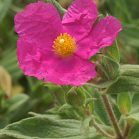 Cistus pulverulentus - Zistrose - Cistus - Zistrose