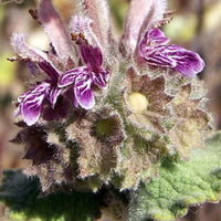 Schwarznessel - Ballota hirsuta - Bakker