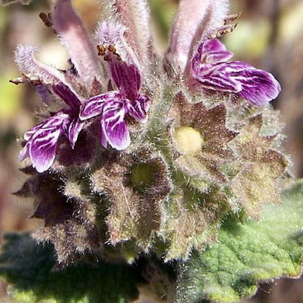 Schwarznessel - Ballota hirsuta - Bakker