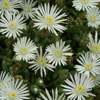 Garten-Mittagsblume Graaf Reinet - Delosperma 'graaf reinet' - Bakker