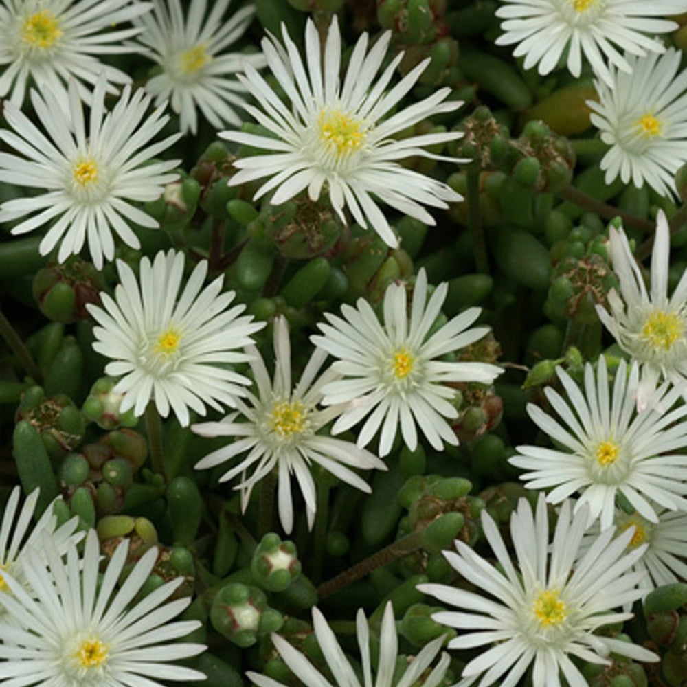 Garten-Mittagsblume Graaf Reinet - Delosperma 'graaf reinet' - Bakker