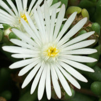 Delosperma 'graaf reinet' - Garten-Mittagsblume Graaf Reinet - Delosperma - Mittagsblume