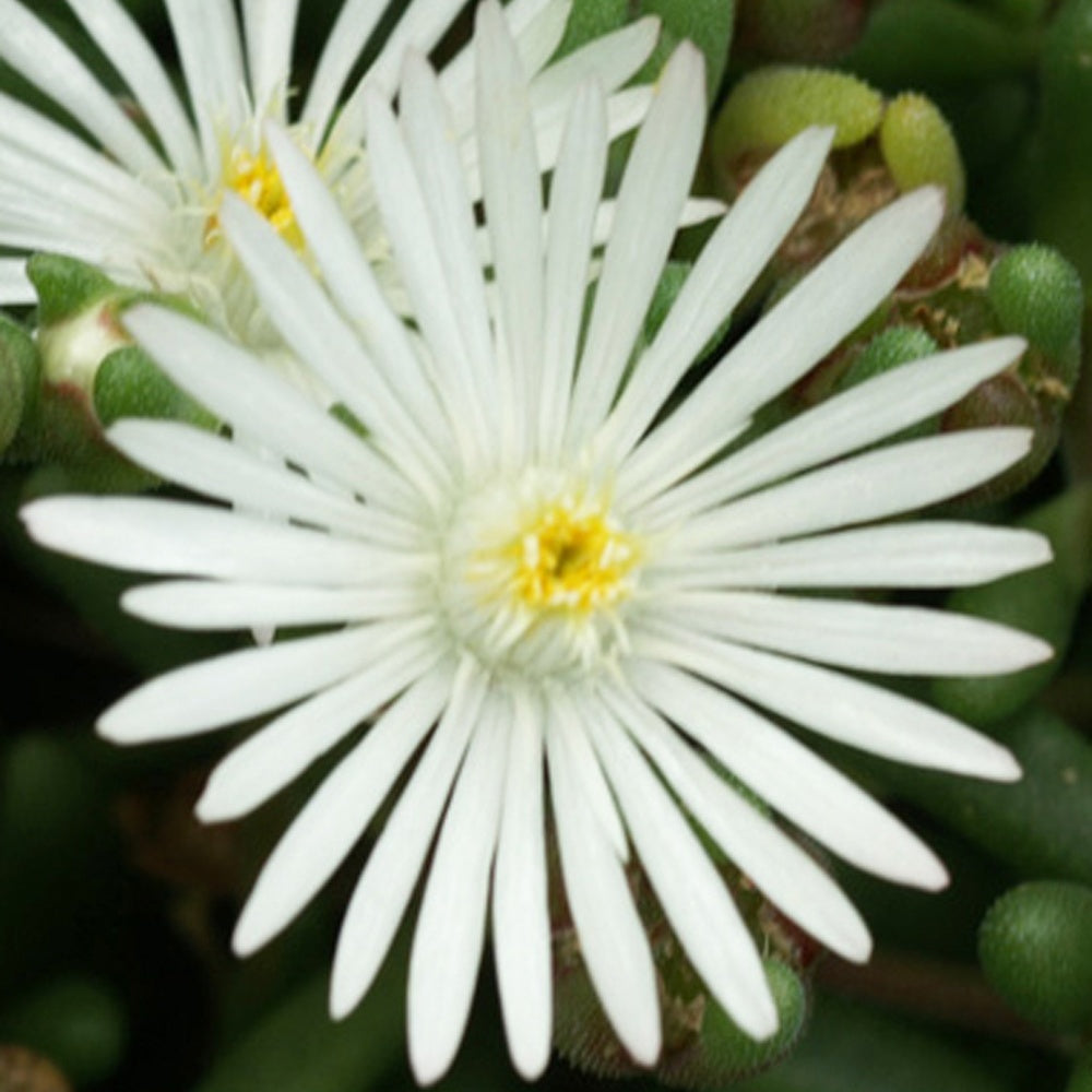 Delosperma 'graaf reinet' - Garten-Mittagsblume Graaf Reinet - Delosperma - Mittagsblume