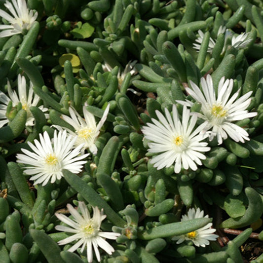 Garten-Mittagsblume Graaf Reinet - Bakker