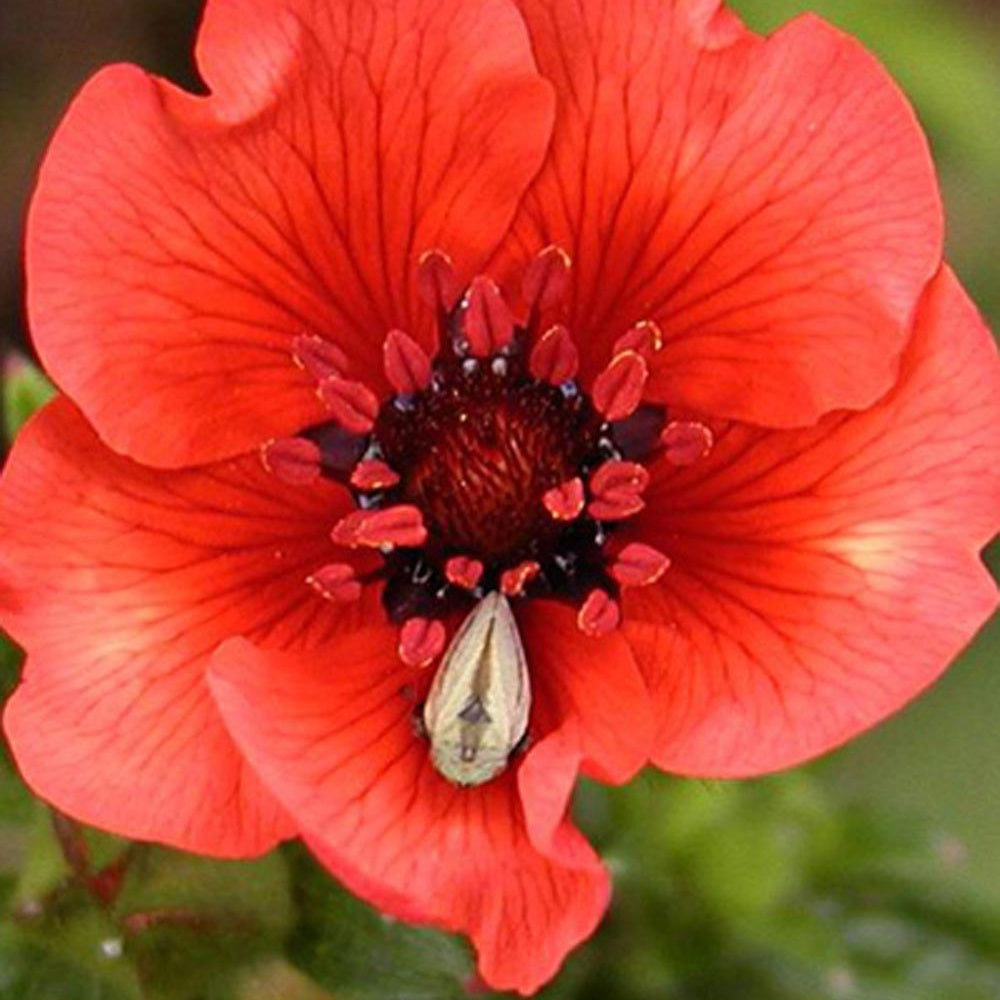 Potentilla atrosanguinea - Blutrotes Fingerkraut - Stauden