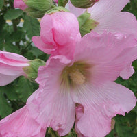 Feigenblättrige Stockrose - Alcea ficifolia - Bakker