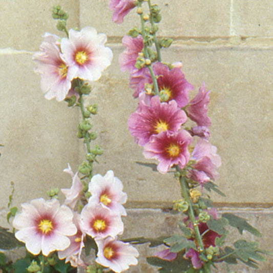 Feigenblättrige Stockrose - Bakker