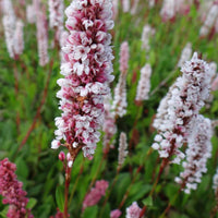 Knöterich Donald Lowndes - Persicaria affinis Donald Lowndes - Bakker