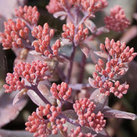 Fetthenne 'Chocolate Cherry' - Sedum 'chocolate cherry' - Bakker