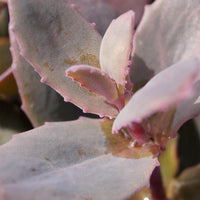Sedum 'chocolate cherry' - Fetthenne 'Chocolate Cherry' - Sedum - Fetthenne