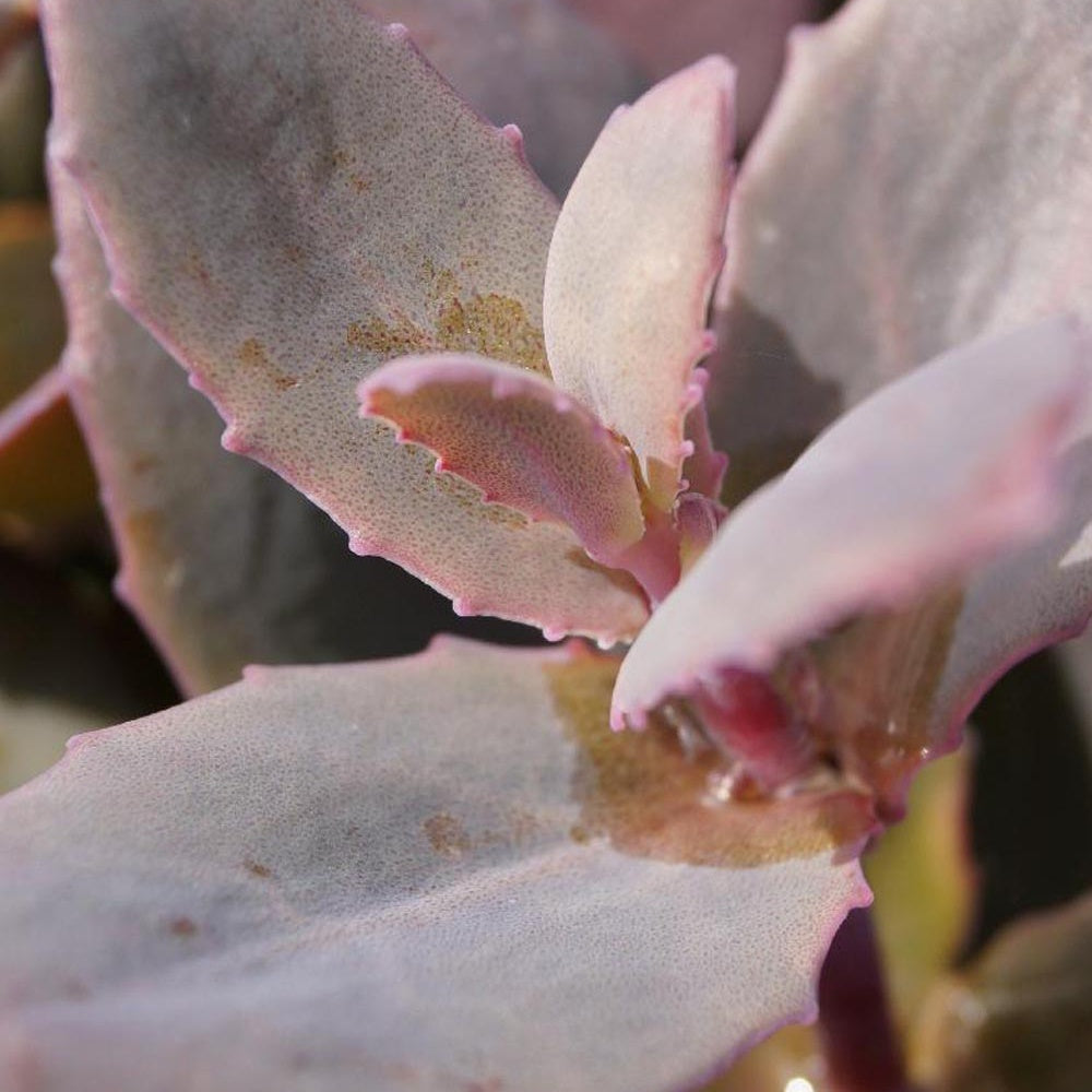 Sedum 'chocolate cherry' - Fetthenne 'Chocolate Cherry' - Sedum - Fetthenne