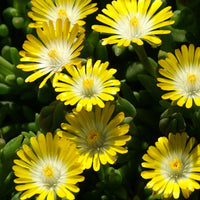 Mittagsblume 'Jewel of Desert Peridott' - Bakker