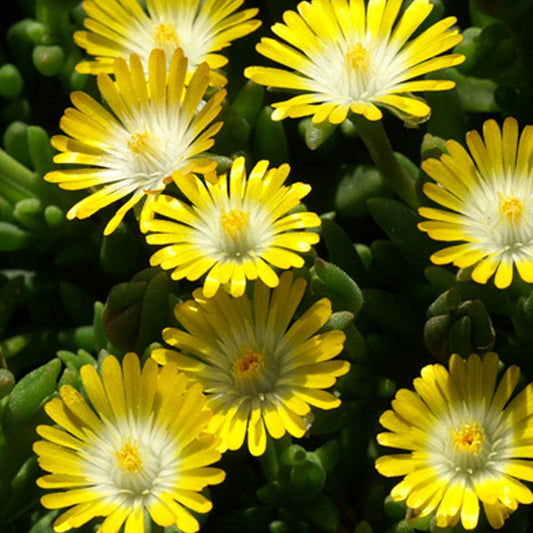 Mittagsblume 'Jewel of Desert Peridott' - Bakker