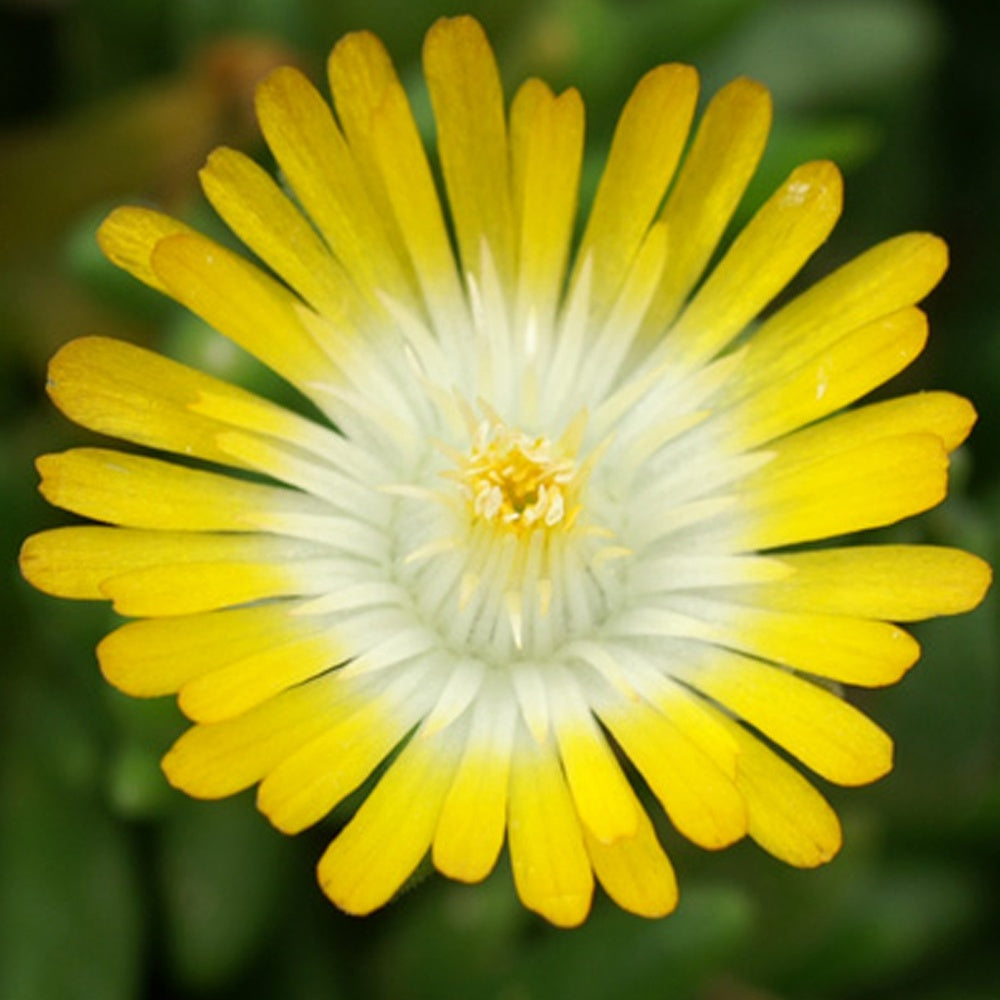 Mittagsblume 'Jewel of Desert Peridott' - Delosperma 'jewel of desert peridott' ® - Bakker