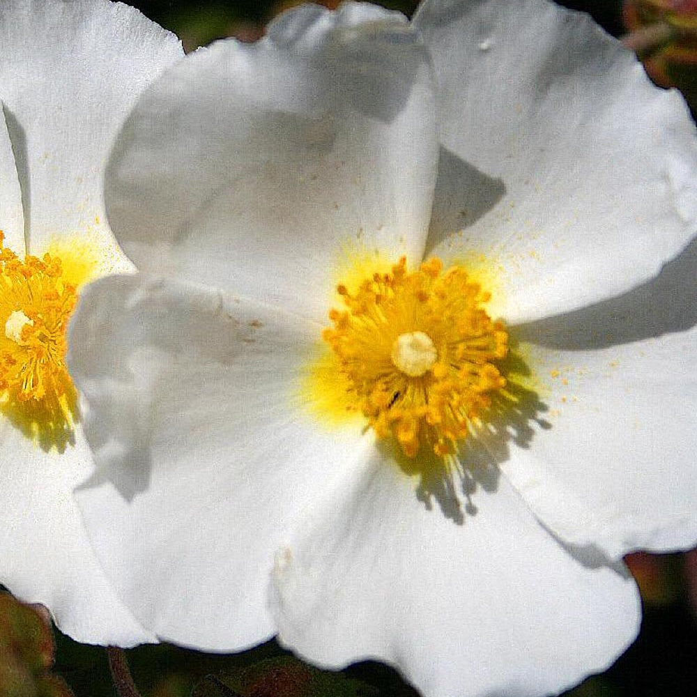 Montpellier-Zistrose - Cistus monspeliensis - Bakker