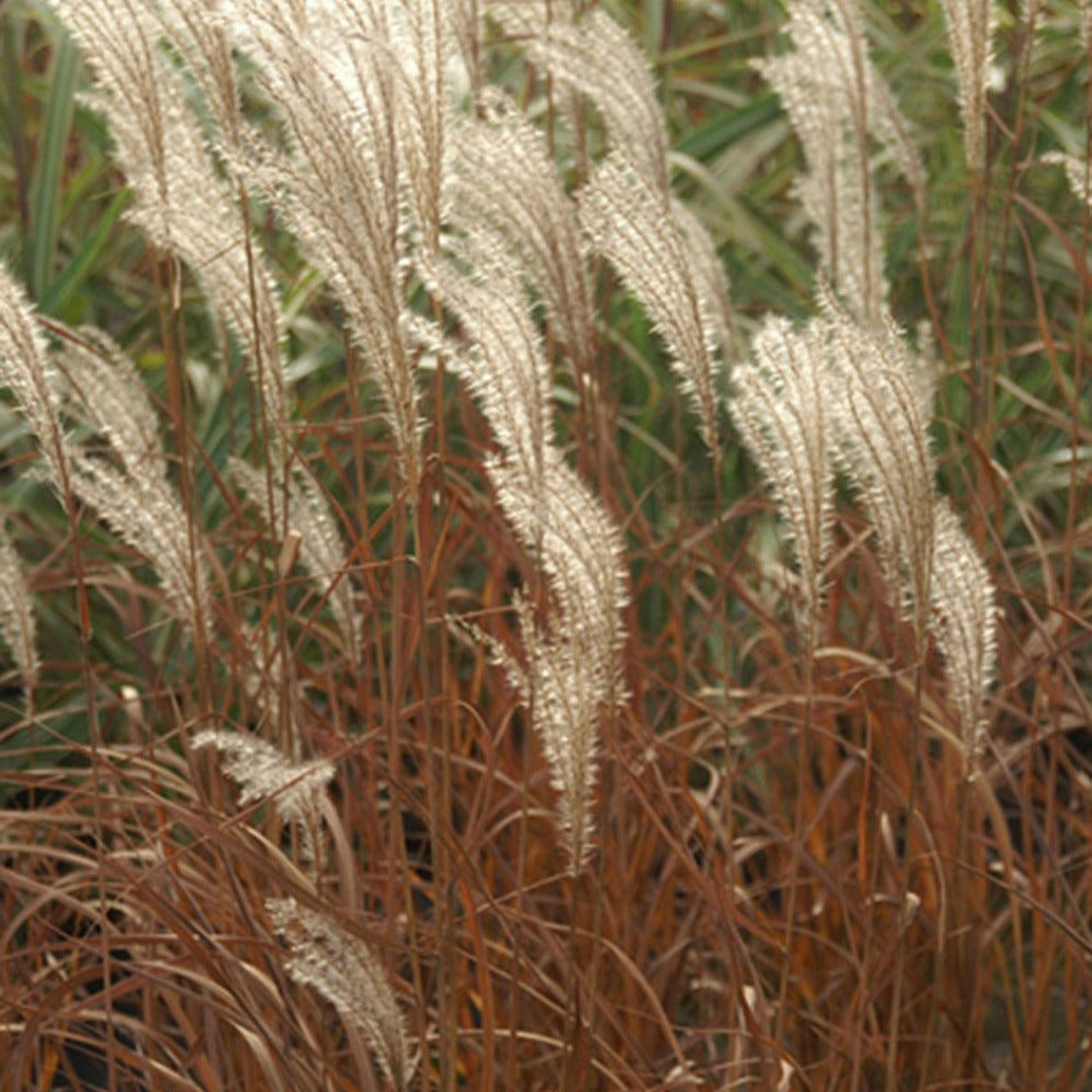 Zwerg-Chinaschilf 'Adagio' - Miscanthus sinensis Adagio - Bakker