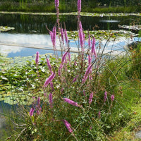 Blut-Weiderich - Lythrum salicaria - Bakker