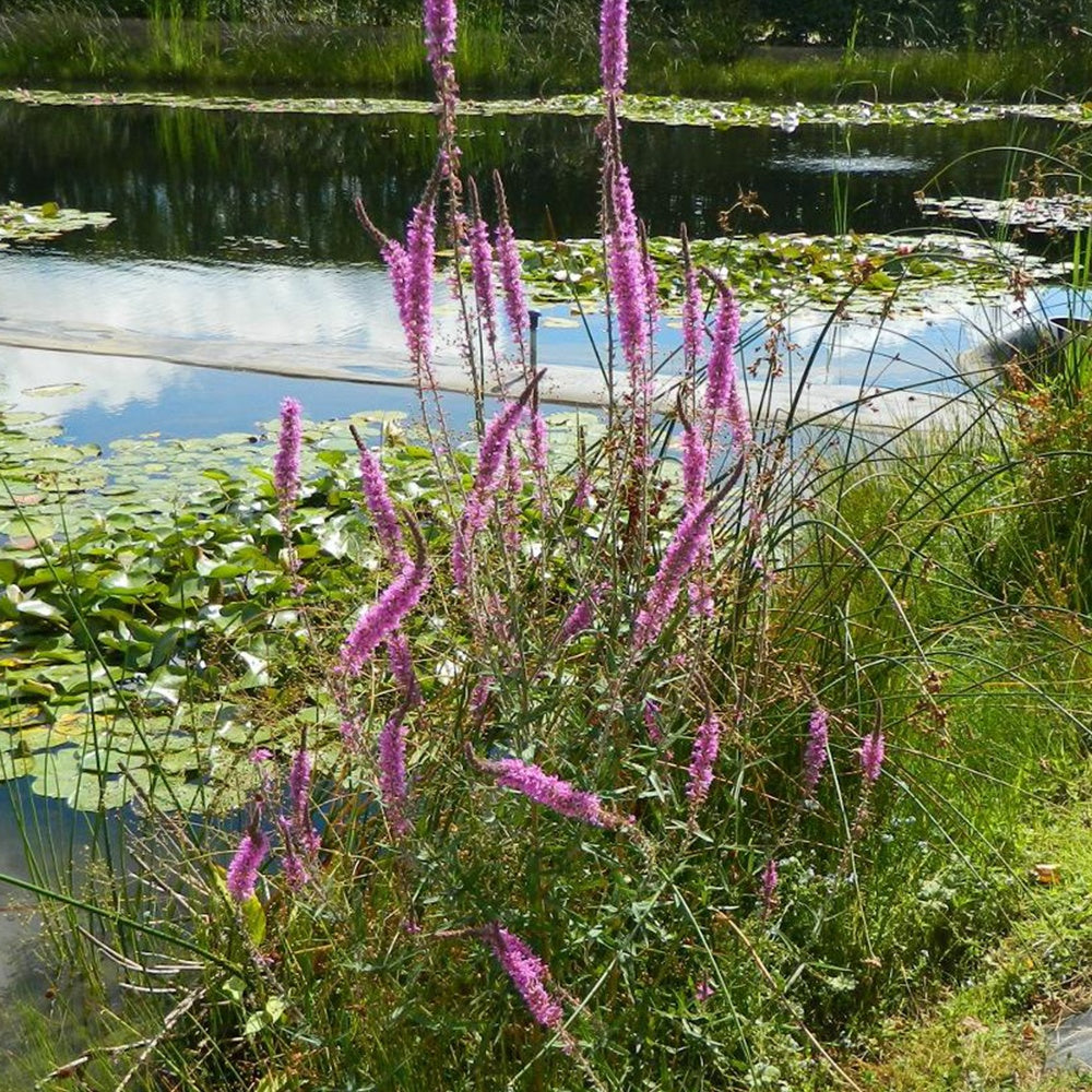 Blut-Weiderich - Lythrum salicaria - Bakker