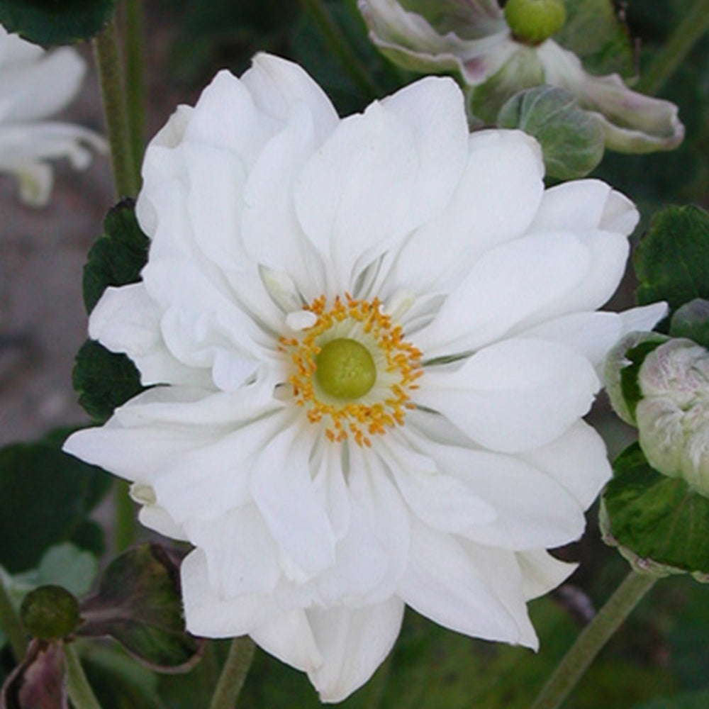 Herbst-Anemone ‘Whirlwind’ - Anemone hybrida whirlwind - Bakker