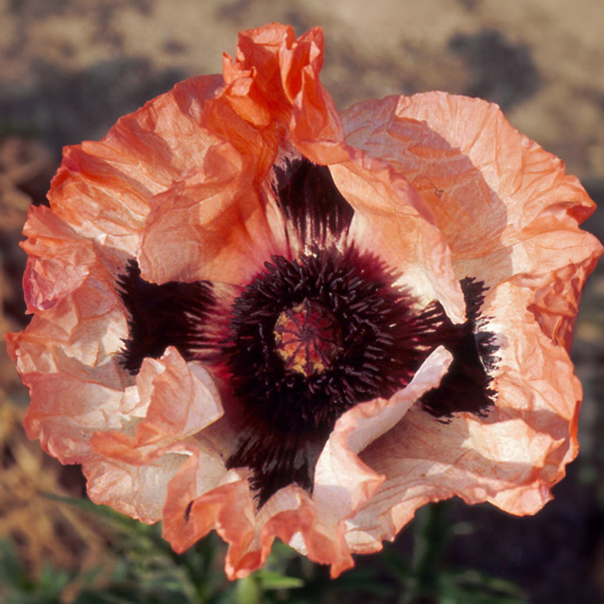 Orientalischer Mohn 'Picotee' - Bakker