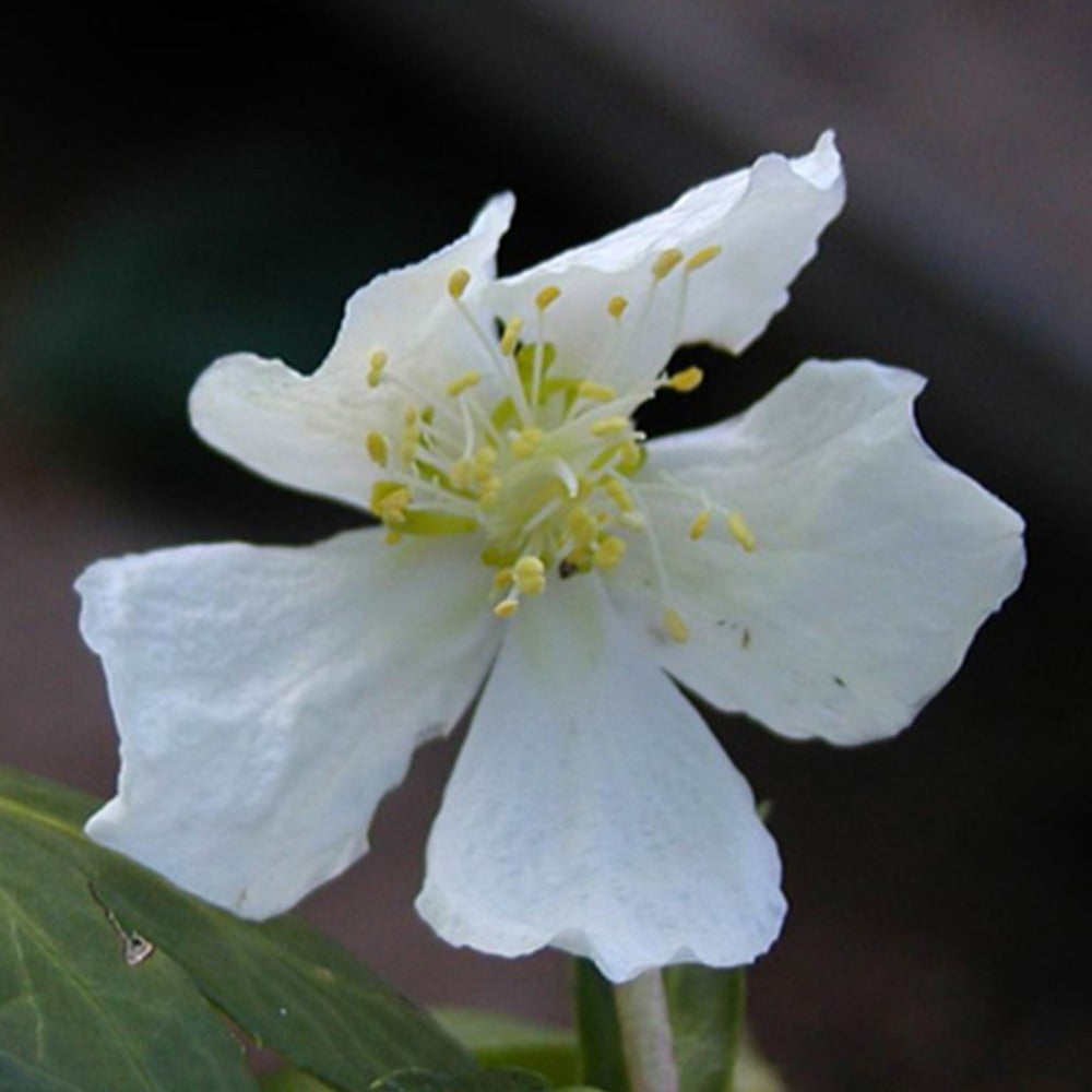 Verkauf Christrose - Helleborus niger