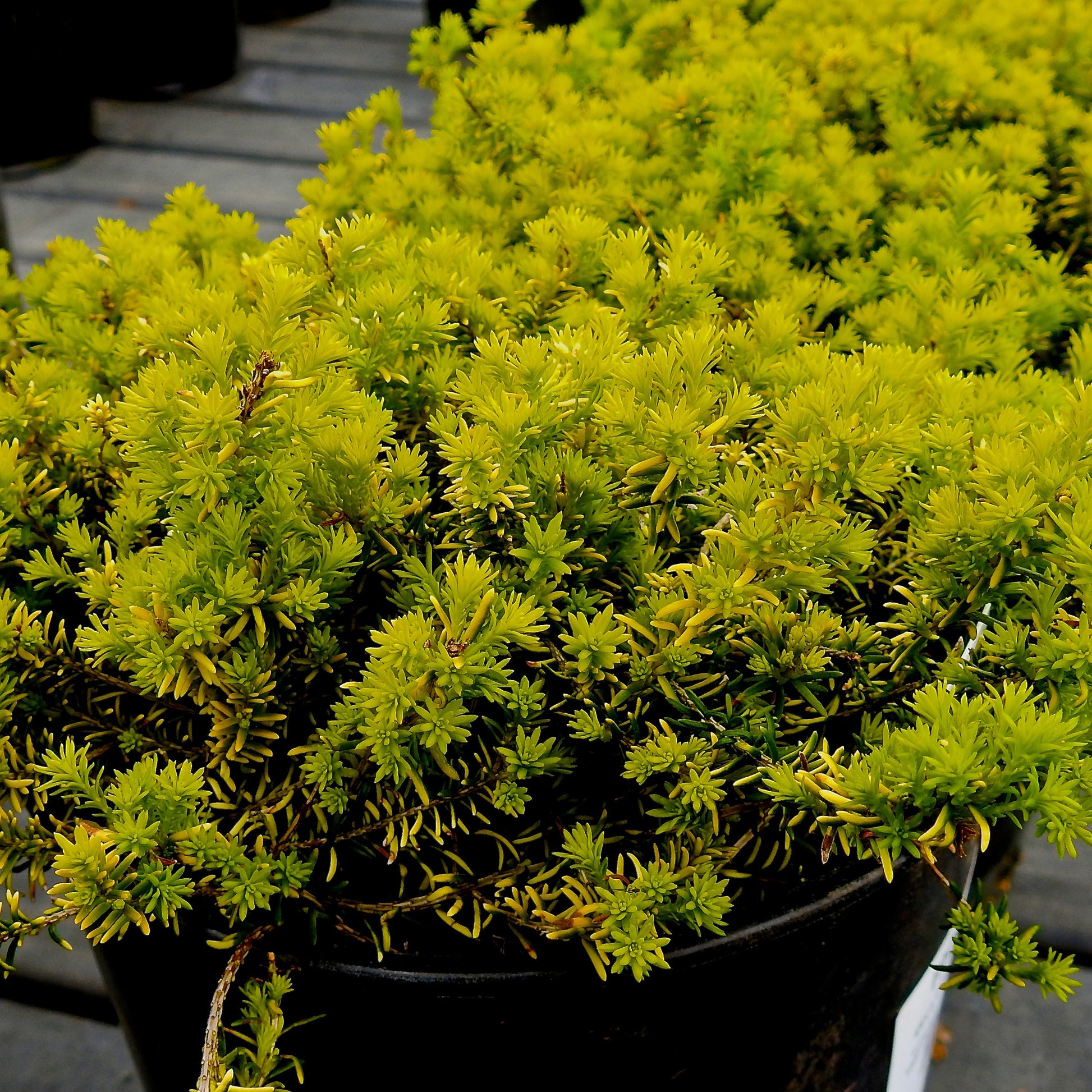 Schneeheide Golden Starlet - Bakker