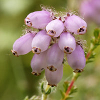 Rosa Glockenheide - Bakker
