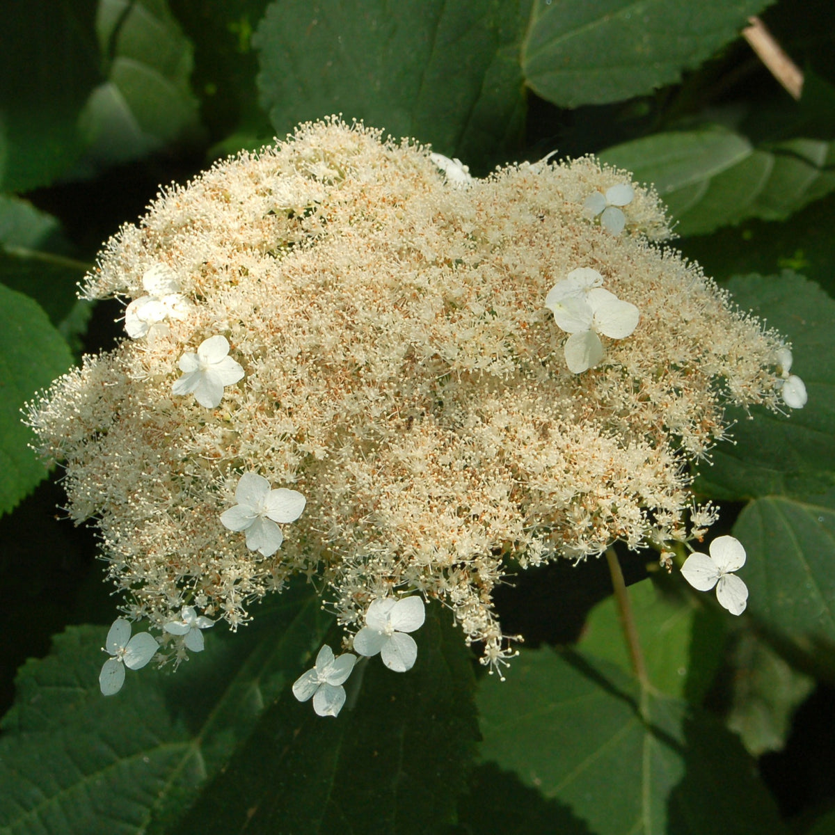 Wald-Hortensie Radiata - Bakker