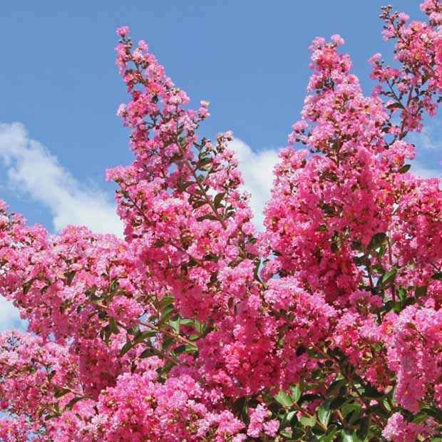 Sträucher - Kräuselmyrte ‘Turenne’ rosa - Lagerstroemia indica Turenne