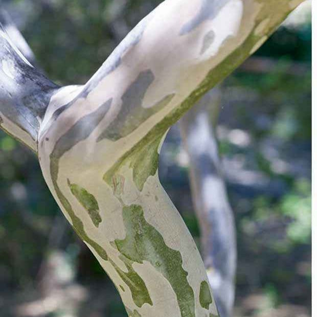 Verkauf Lagerströmie ‘Neige d’Été’