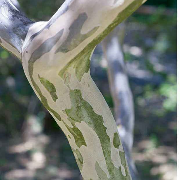 Indischer Flieder - Lagerströmie ‘Lafayette’ - Lagerstroemia indica Lafayette