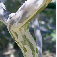 Indischer Flieder - Indianer Flieder Eveline - Lagerstroemia indica Eveline