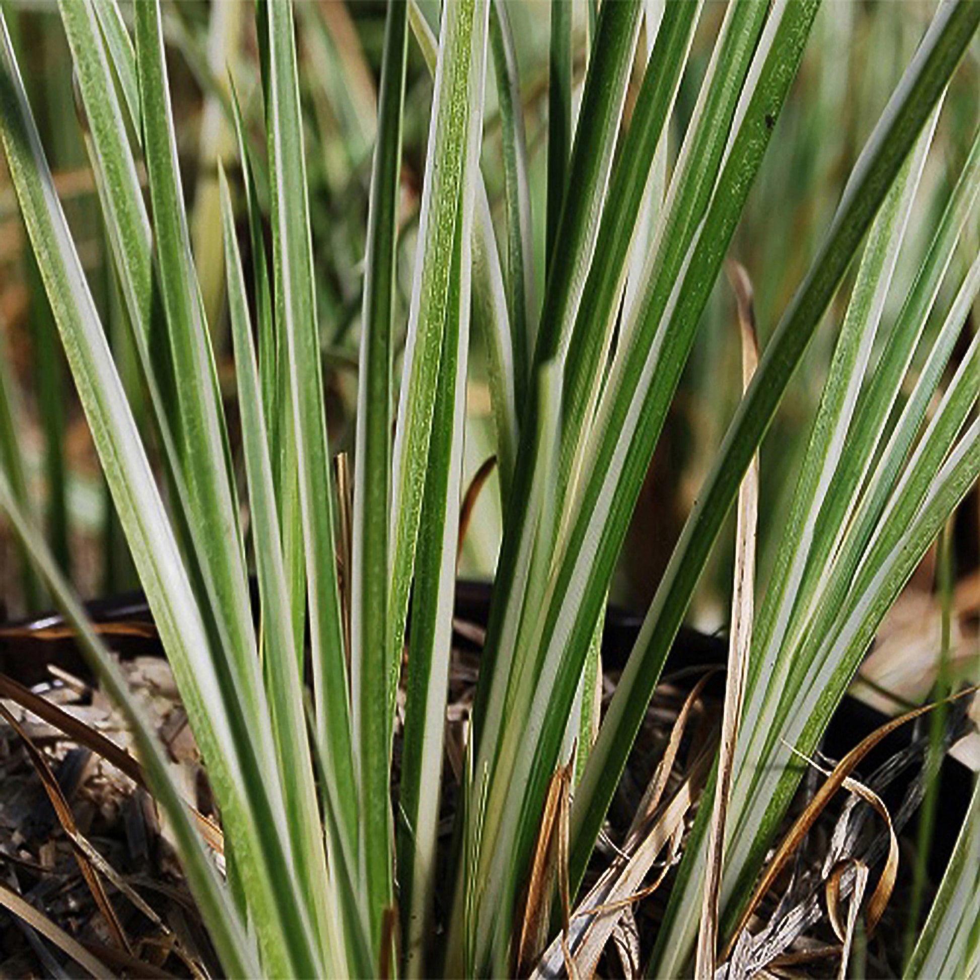Harlekinweide ‘Hakuro Nishiki’ - Bakker