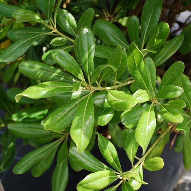 Immergrüne Sträucher - Chinesischer Klebsame - Pittosporum tobira