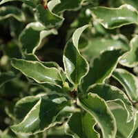 Verkauf Pittosporum 'Variegatum' - Pittosporum tenuifolium Variegatum
