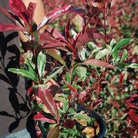 Glanzmispel 'Pink Marble' - Photinia fraseri Pink Marble - Bakker
