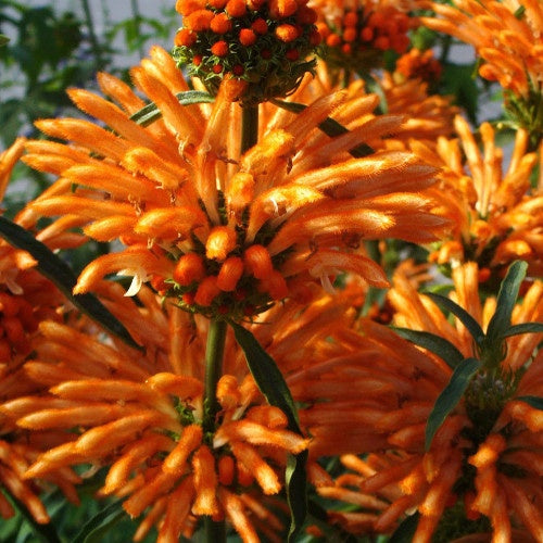 Leonotis leonurus - Löwenschwanz - Blühende Stauden