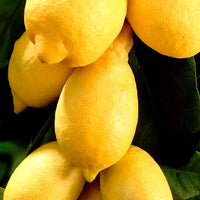Zitronenbäume - Zitronenbaum - Citrus limon