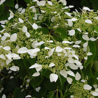Verkauf Spalthortensie - Kletterhortensie