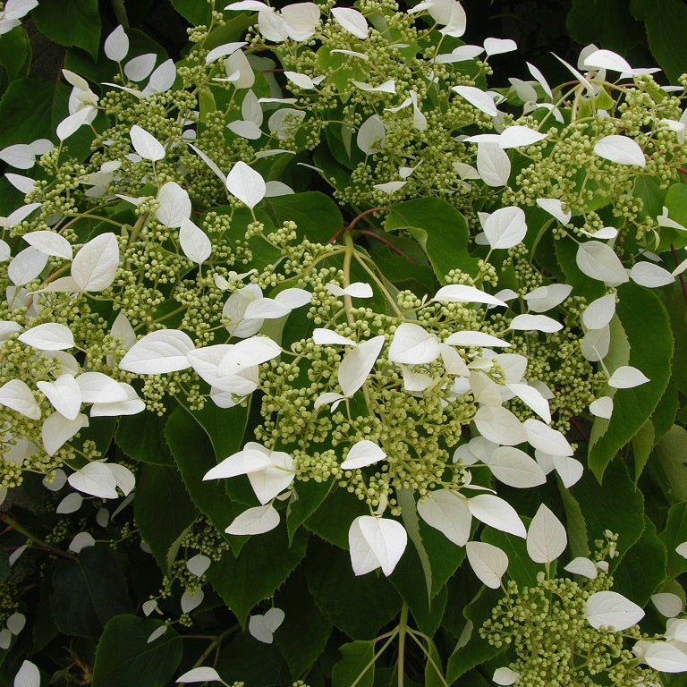 Verkauf Spalthortensie - Kletterhortensie