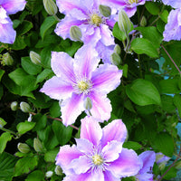 Verkauf Clematis 'Piilu' - Clematis