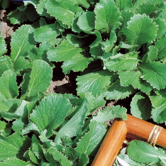 Herbstrübe grün - Brassica rapa - Bakker