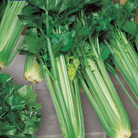 Sellerie Green Sleeves - Bakker