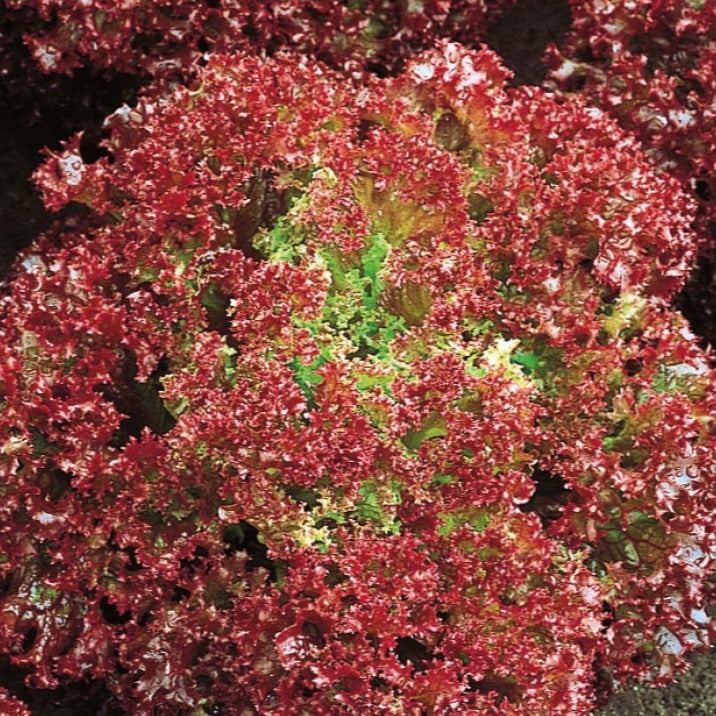 Pflücksalat ‘Lollo Rossa’ Bio - Bakker