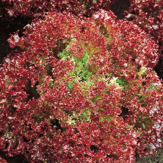 Pflücksalat ‘Lollo Rossa’ Bio - Bakker