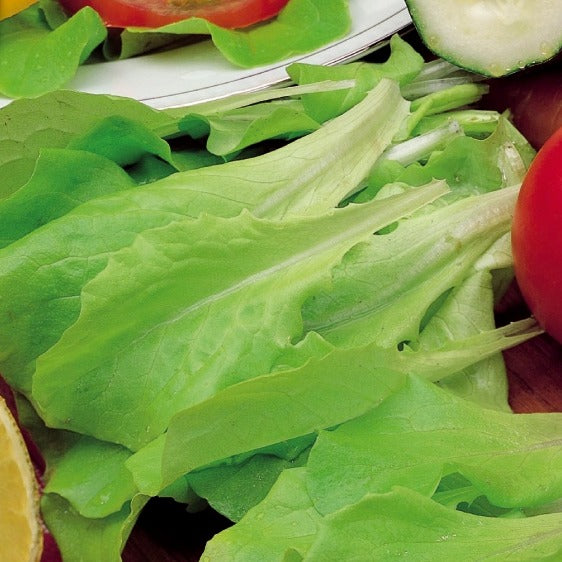 Blonder Schnittsalat Verbessert Witte Dunsel - Bakker