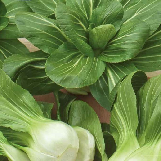 Verkauf Pak Choi ‘Green Fortune’ F1