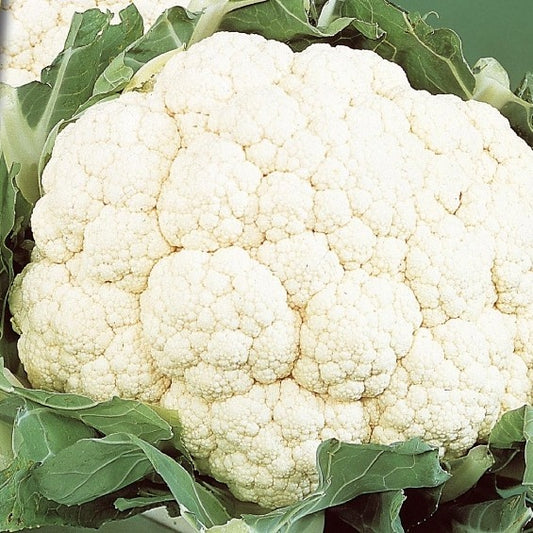 Blumenkohl ‘Alpha 6 Fortados’ - Bakker